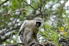 Grüne Meerkatzen (24 von 67).jpg